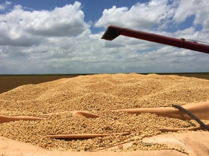 Safra de grãos de Alagoas deverá crescer 53,8% este ano, estima IBGE