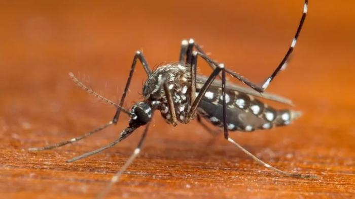 Em uma semana, Alagoas registra 674 casos de dengue
