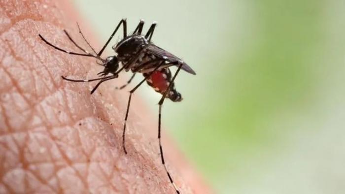 Casos de dengue podem crescer no período chuvoso em Alagoas