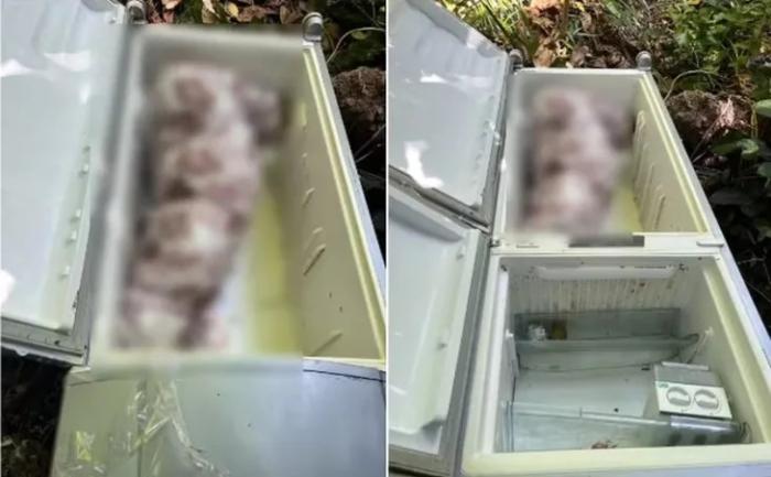 Mulher é encontrada morta dentro de geladeira durante serviço de frete em Alagoas