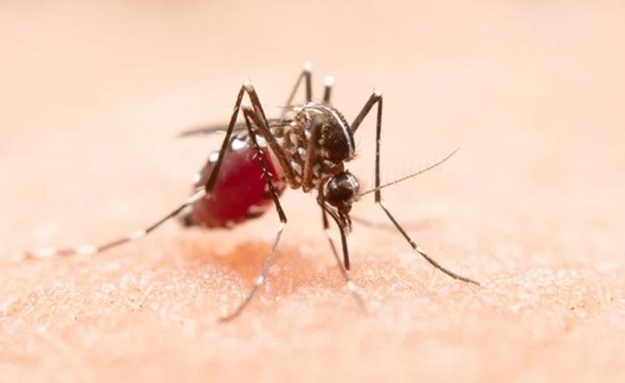 Segunda morte por dengue é confirmada em Viçosa, Alagoas