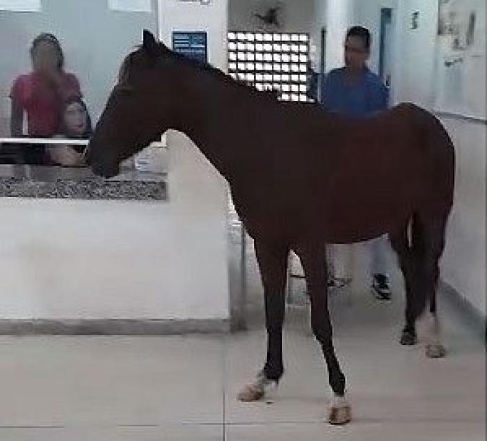 Cavalo invade unidade de saúde em Maceió e diverte pacientes