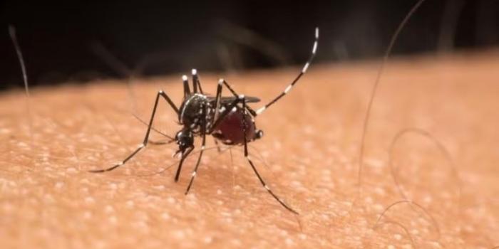 Casos de óbito por dengue em Alagoas aumentam significativamente 